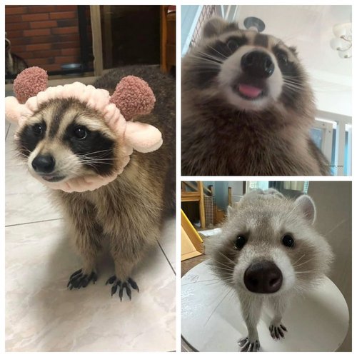 Обложка теста какое ваше тотемное животное