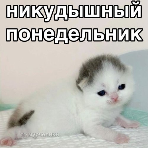 Обложка теста Какой вы день недели?