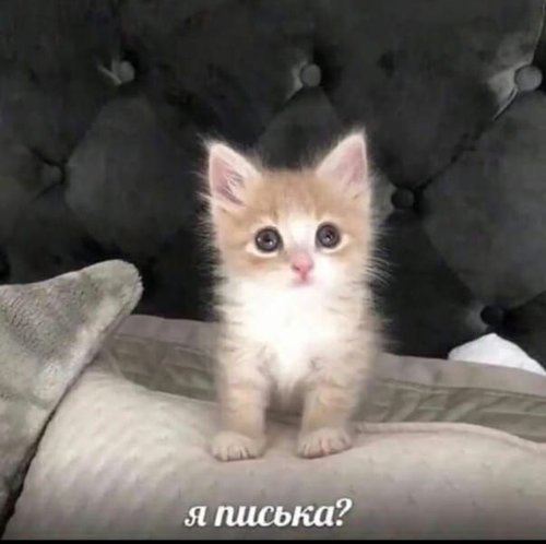 Обложка теста Кто ты