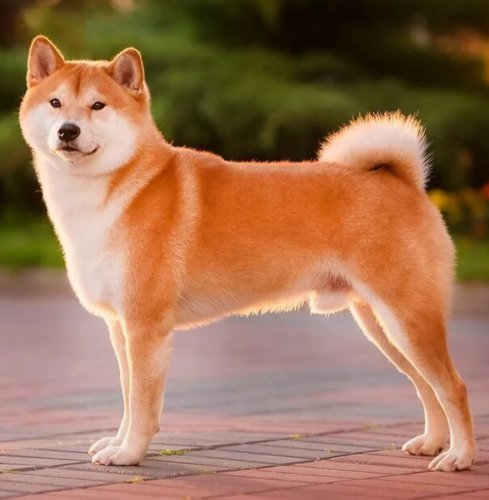 Обложка теста Какая ты порода собаки?