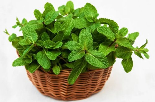 Обложка теста какое вы домашнее растение