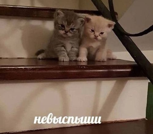Обложка теста Хороший сон: на "ты" или на "вы"?