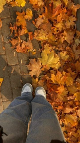 Обложка теста Какое у вас внутрение животное?