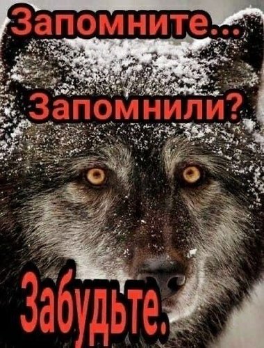 Обложка теста какой вы мем с волком??