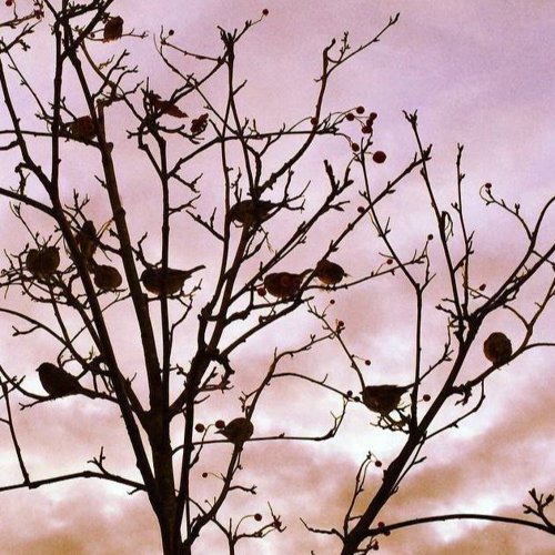 Обложка теста какой ты звук природы