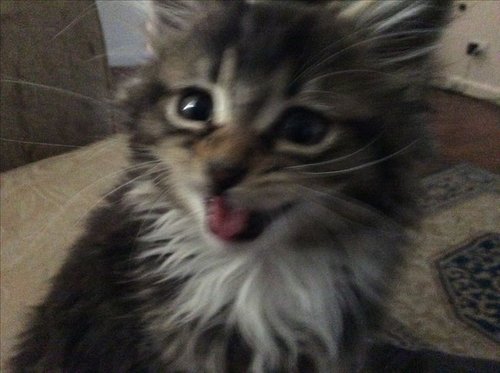Обложка теста Кто-то из котиков:3