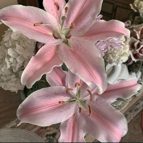 Обложка теста Цветотипы