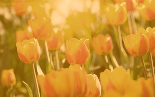 Обложка теста какой вы весенний цветок!!!