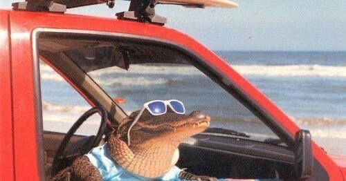 Обложка теста Какой ты крокодильчик 🐊
