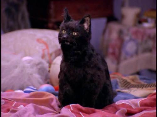 Обложка теста Ты сова или жаворонок?