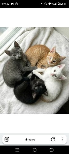 Обложка теста Какой ты котёнок