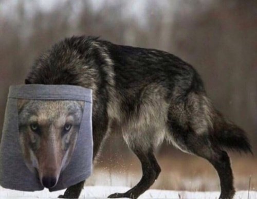 Обложка теста кто вы в волчьей стае???!?