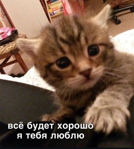 Обложка теста Какая ты кошька💕