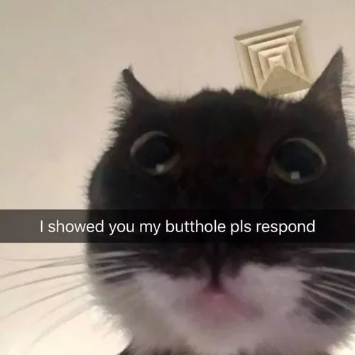 Обложка теста choose some songs off my (happy) playlist and i'll give you a kitty