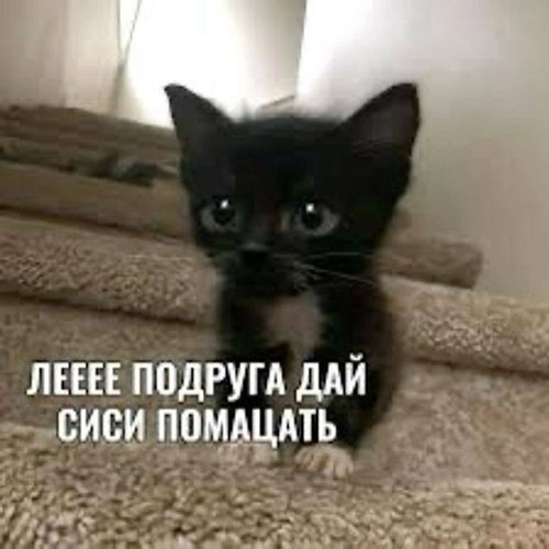 Обложка теста Какой котик вам подойдет <3