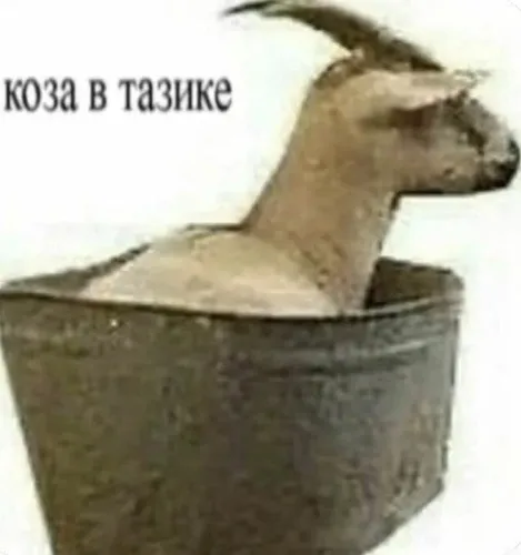 Обложка теста какой ты стикер из козьих архивов