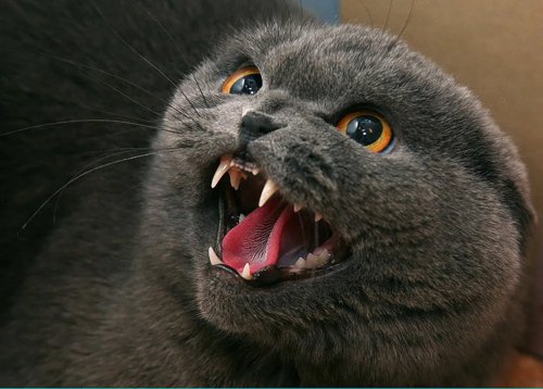 Обложка теста Насколько ты злой человек?