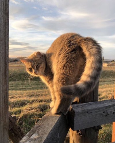 Обложка теста Какая вы порода кошек ?