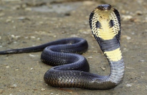 Обложка теста какая вы змея